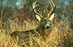 Deer Hunters Are Anticipating the 2026 Muzzleloader Season