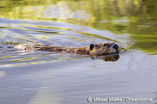Register Today for Wildlife Control Operator II Training Offered on April 30