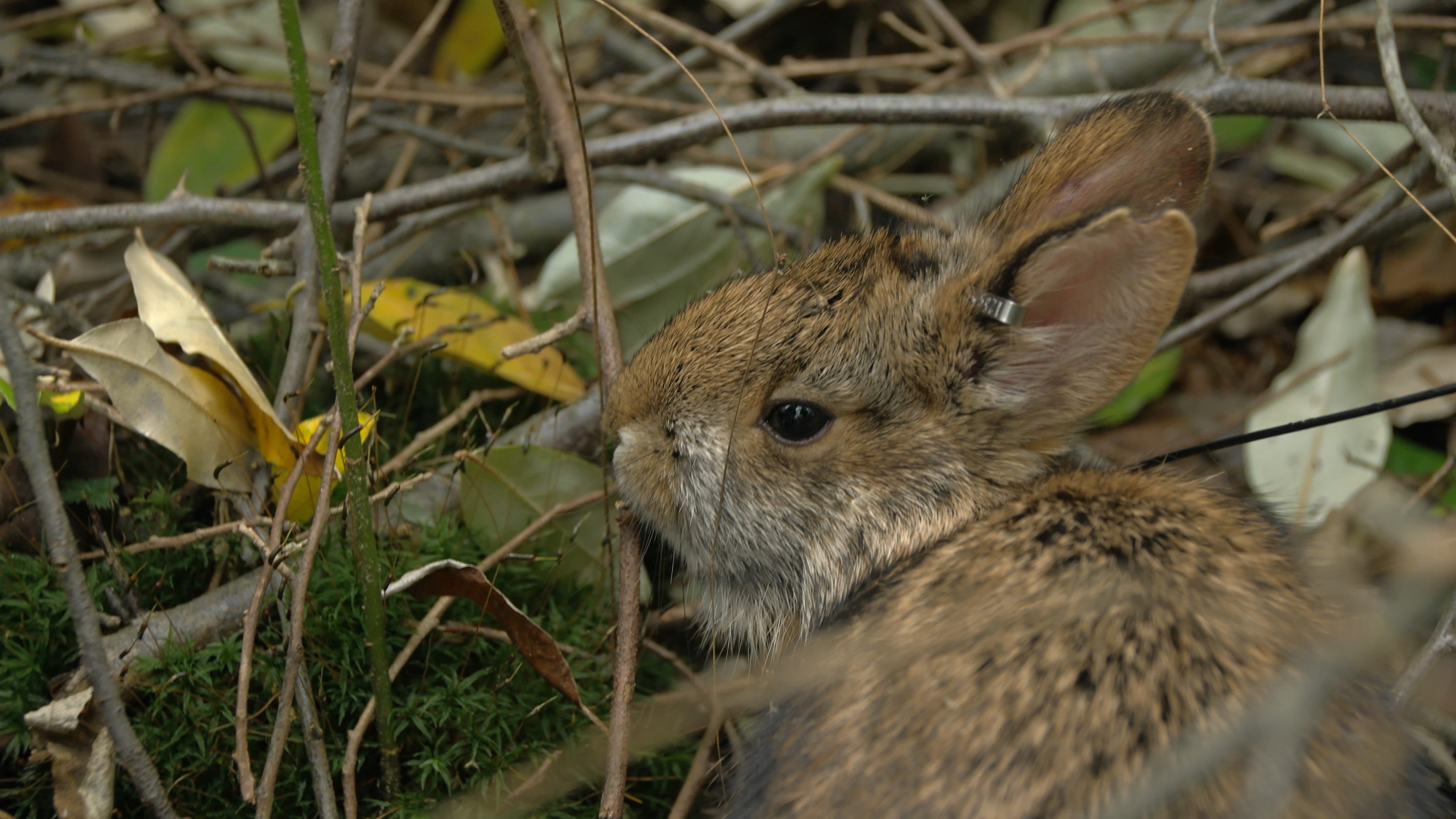 rabbit – NH Fish and Game Department