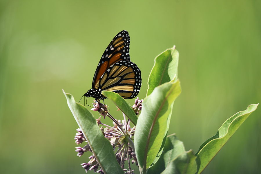 NH Butterfly Monitoring Network Offers Online Volunteer Trainings