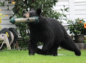 Unprotected Poultry and Birdfeeders Continue to Cause Human–Bear Conflicts in New Hampshire