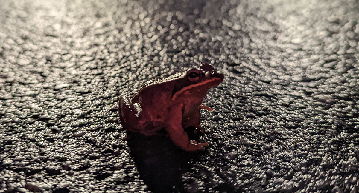 Share the Road with Amphibians