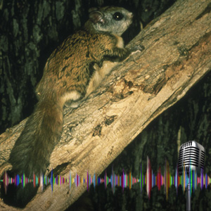 300-flying squirrel – NH Fish and Game Department