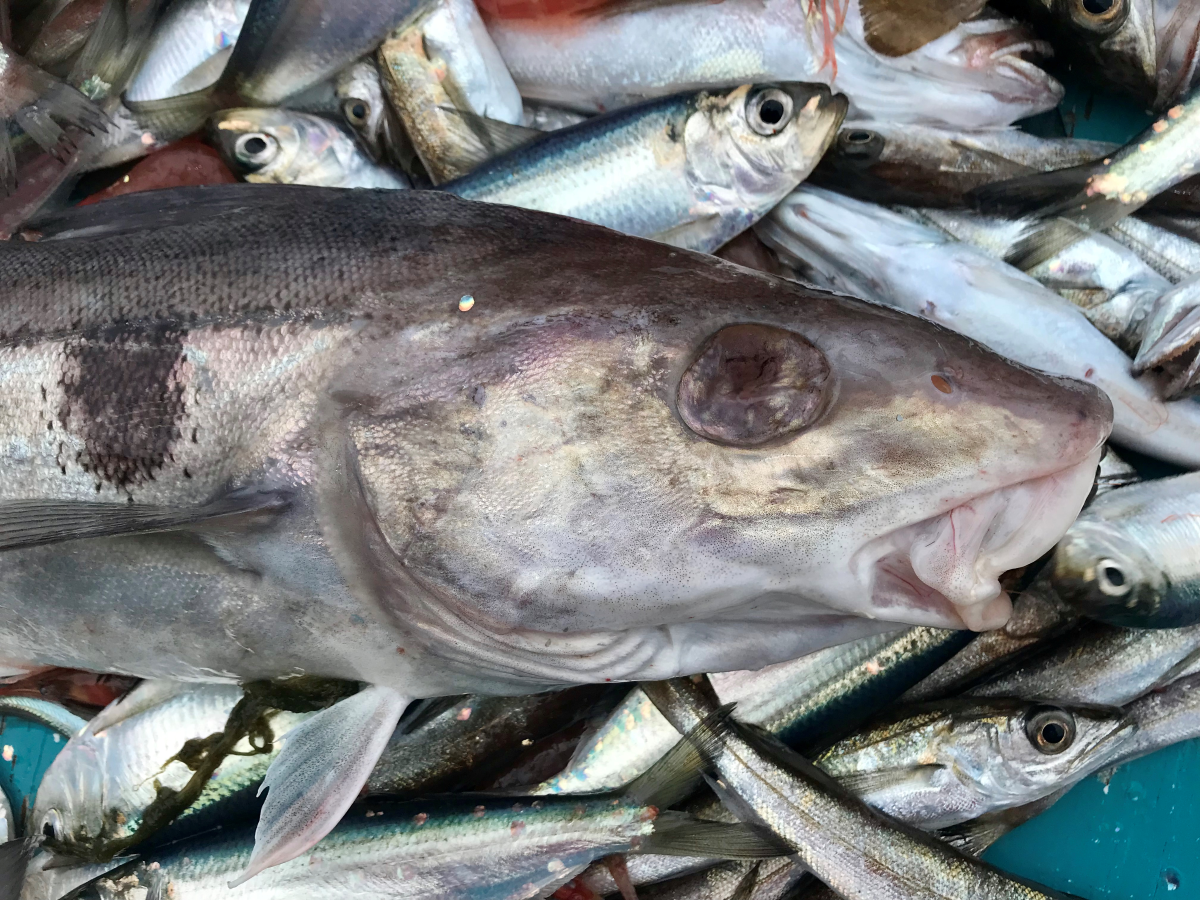 New Rules for Recreational Haddock Effective April 1