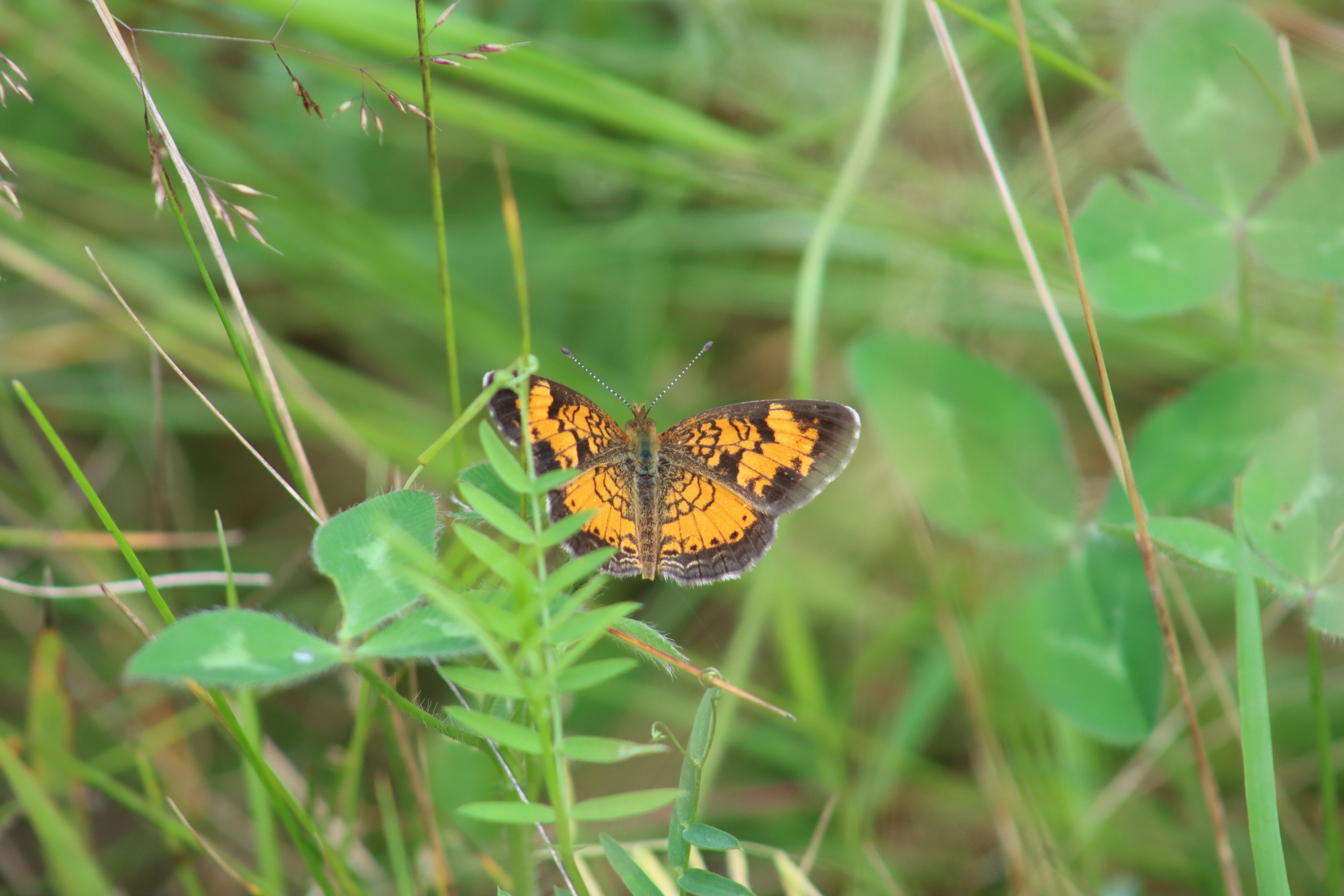 Volunteers Needed for 2026 New Hampshire Butterfly Counts This July